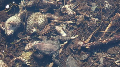 Close-Up of Dead Frogs Submerged in a Stream Underwater Stock Footage 306585863