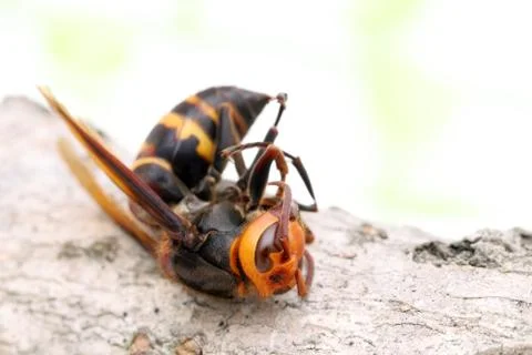 Close-up of dead hornet on a tree surface Stock Photos