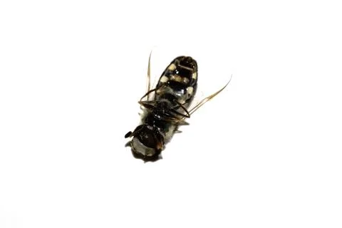 Close up of a dead hoverfly bug insect fly on a white background Stock Photos