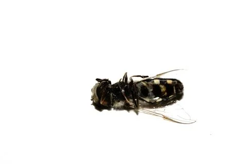 Close up of a dead hoverfly bug insect fly on a white background Stock Photos