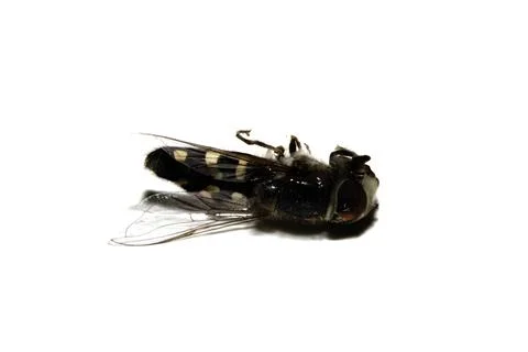 Close up of a dead hoverfly bug insect fly on a white background Stock Photos