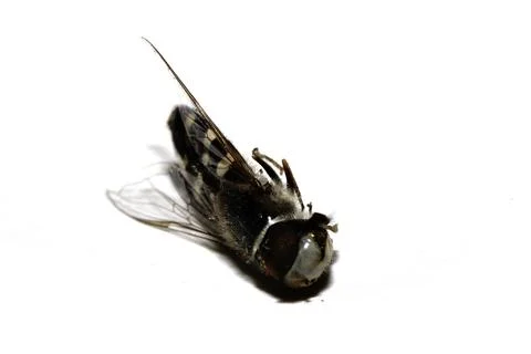 Close up of a dead hoverfly bug insect fly on a white background Stock Photos
