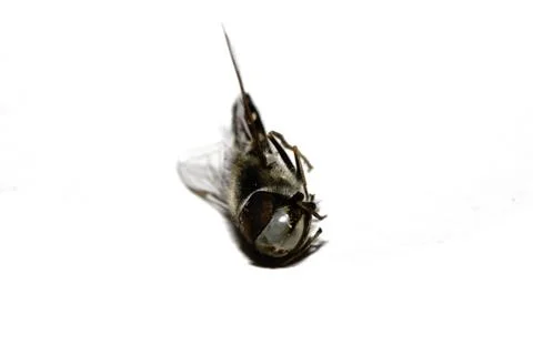 Close up of a dead hoverfly bug insect fly on a white background Stock Photos