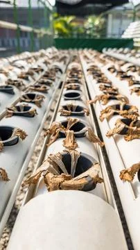 Close-up of Dead Hydroponic Seedlings Stock Photos