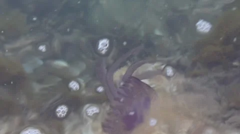 Close Up Of Dead Jellyfish In The Sea Video stock 36768854