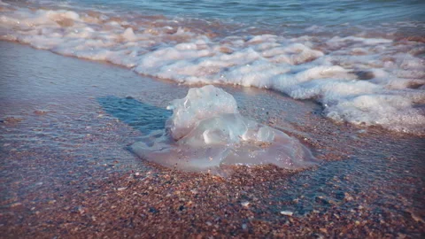 Close-up of dead jellyfish washed up on sandy shore, lying in surf zone, slow Stock Footage 326000973