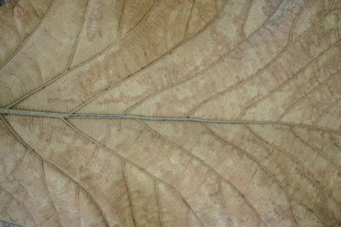 Close up of a dead leaf. Close up of a yellow dead leaf with many veins. It c Stock Photos