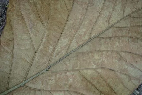 Close up of a dead leaf. Close up of a yellow dead leaf with many veins. It c Foto stock