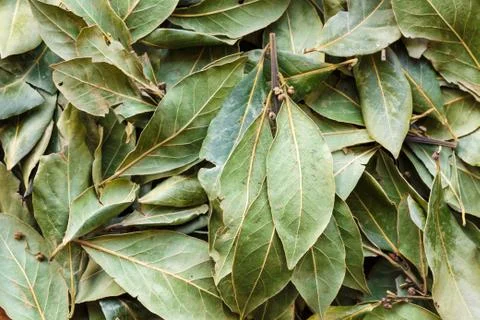 Close up dead leaf Stock Photos