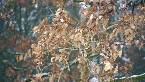 Close up of dead leaves Stock Footage 102280659