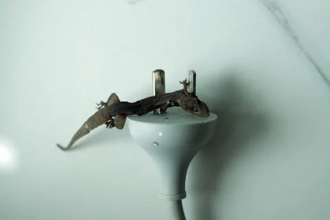 Close up A dead lizard on plug Foto stock