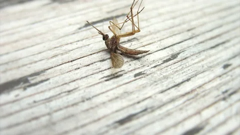 Close Up Of The dead Mosquito Stock Footage 137325785