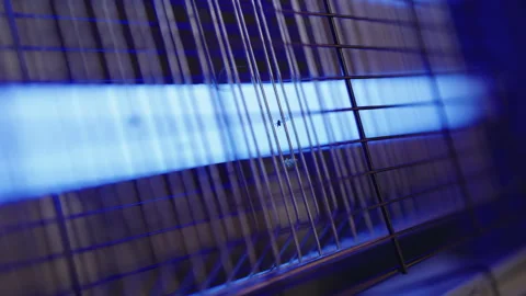 Close-up of dead mosquitoes sticking to electrified grid of bug zapper, caught Stock Footage 323201329