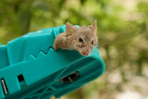 Close-Up Dead Mouse Clamped in Teal Plastic Snap Trap Outdoo Stock Photos