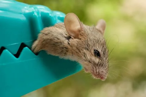Close-Up Dead Mouse Clamped in Teal Plastic Snap Trap Outdoo Stock Photos
