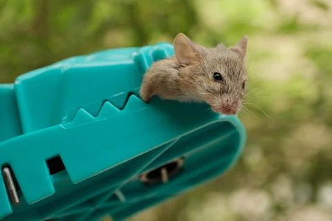 Close-Up Dead Mouse Clamped in Teal Plastic Snap Trap Outdoo Stock Photos