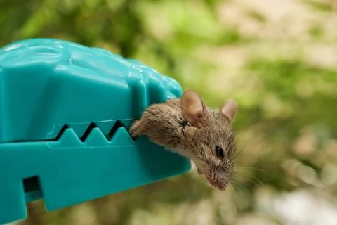 Close-Up Dead Mouse Clamped in Teal Plastic Snap Trap Outdoo Stock Photos