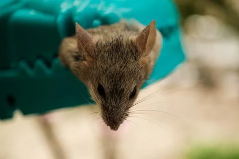 Close-Up Dead Mouse Clamped in Teal Plastic Snap Trap Outdoo Stock Photos
