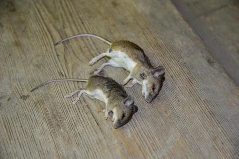 Close up of dead mouse on the street background . Stock Photos