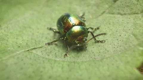 Close-up of the dead-nettle leaf beetle (Chrysolina fastuosa) Stock Footage 317078462