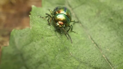 Close-up of the dead-nettle leaf beetle (Chrysolina fastuosa) Stock Footage 317078475
