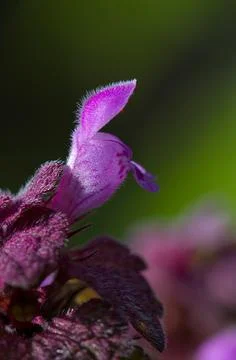 Close up of Dead-nettle Stock Photos
