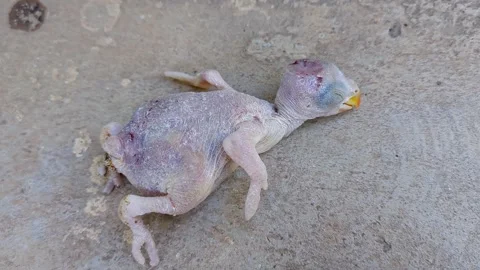 Close-up of a dead newborn parrot or Psittaciformes that has fallen out of .. 스톡 동영상 313381853