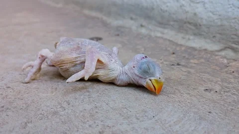 Close-up of a dead newborn parrot or Psittaciformes that has fallen out of .. Stock Footage 313381856