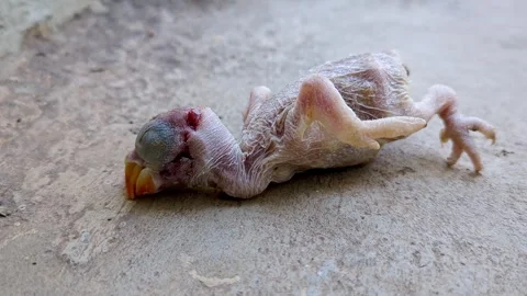 Close-up of a dead newborn parrot or Psittaciformes that has fallen out of .. Stock Footage 313381863