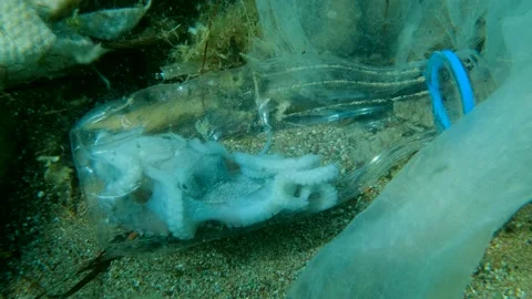 Close-up of dead octopus lies inside plastic bottle on the seabed among the Stock Footage 154373445