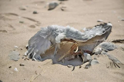 Close up of Dead Partially Decomposed or Eaten Seagull on the Beach Stock Photos