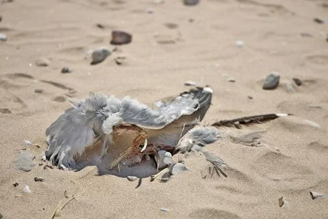 Close up of Dead Partially Decomposed or Eaten Seagull on the Beach Stock Photos