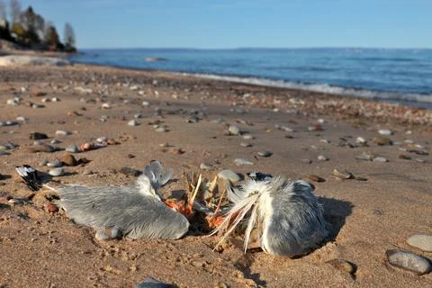 Close up of Dead Partially Decomposed or Eaten Seagull on the Beach Stock Photos
