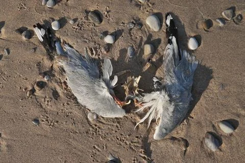 Close up of Dead Partially Decomposed or Eaten Seagull on the Beach Stock Photos