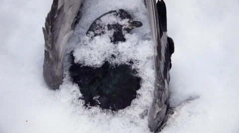 Close up of a dead pigeon stiff dove frozen bird in the cold winter Stock Footage 45879888