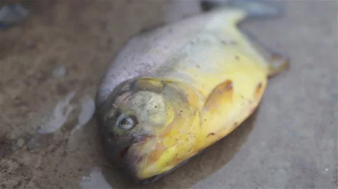 Close up of Dead Piranha in a bridge Stock Footage 54673417