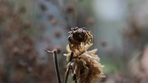 A close up of a dead plant Stock Photos