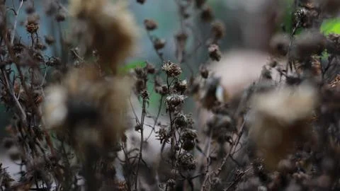 A close up of a dead plant Stock Photos