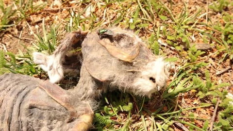 Close up of a dead rabbit in nature. Carcass of a rabbit. rabbit was killed Stock Footage 152803115