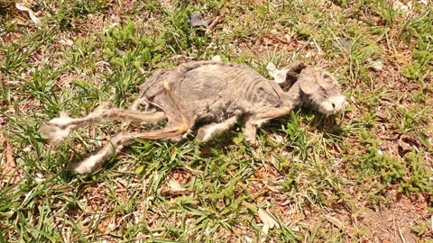 Close up of a dead rabbit in nature. Carcass of a rabbit. rabbit was killed Stock Footage 153606683