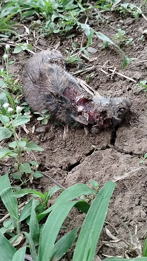 Close-up of a dead rodent surrounded by insects, including ants and flies Stock Footage 336392409
