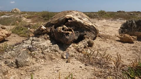 Close-up of dead sea turtle carcass on sea rocks, first-person view Stock Footage 279427046