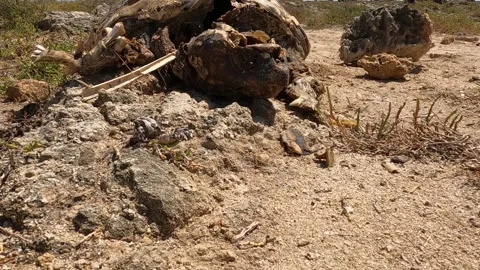 Close-up of dead sea turtle carcass on sea rocks Видео 279427081