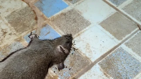 A close-up of a dead sewer rat carcass on a dirty ceramic floor Stock Footage 329086320