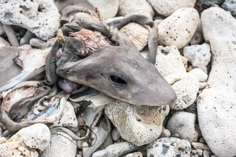 Close up of a dead shark on the beach Stock Photos