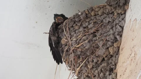Close-up of a dead swallow in a nest. Stock Footage 341822369