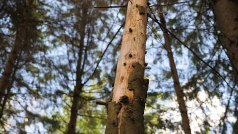 Close up of dead tree big branches forest slowmotion nature 库存影片 156144385