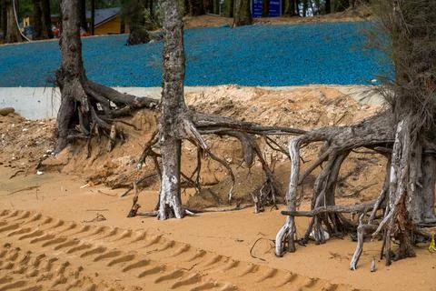 Close-up of dead tree branches and roots on the beach by the sea Fotos de archivo