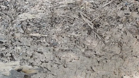 Close up of dead tree branches Stock Footage 335089201