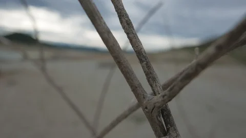 Close up dead tree. Stock Footage 115965843